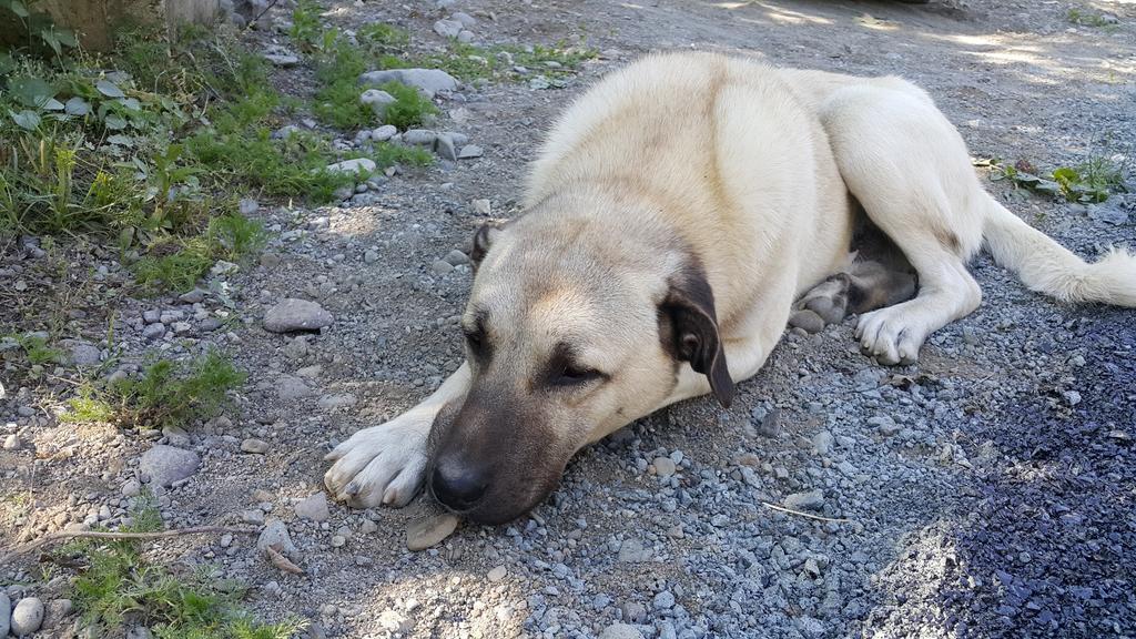 Adas Bungalov Dag Evi Aralık Dış mekan fotoğraf